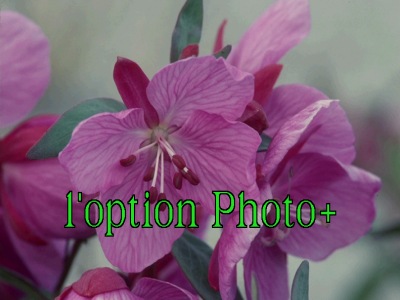 Photo:  -  Fleurs Nordiques  -